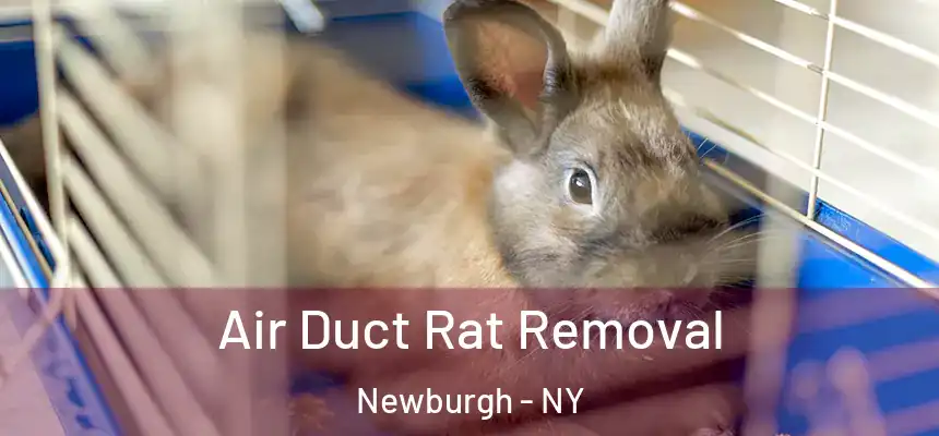  Air Duct Rat Removal Newburgh - NY