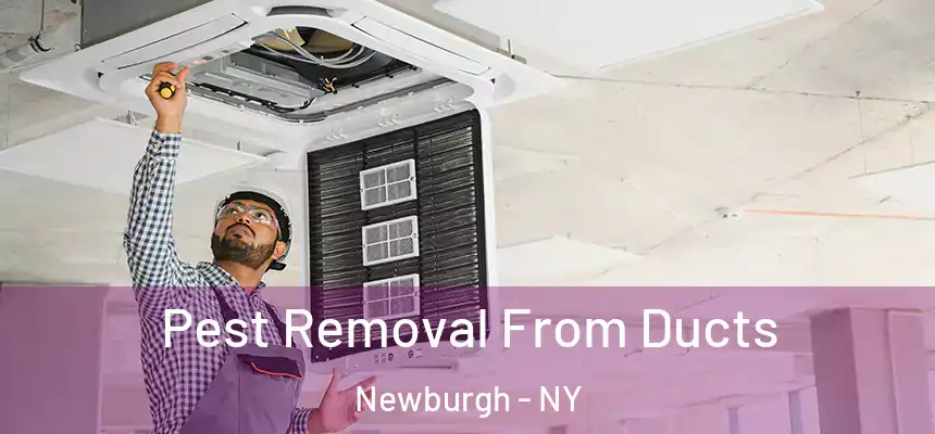  Pest Removal From Ducts Newburgh - NY